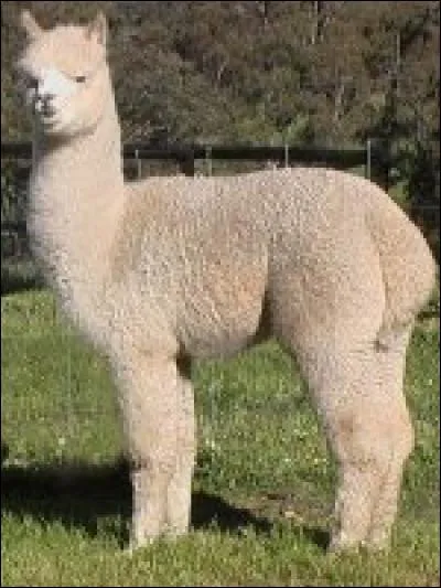 "L'alpaga" est un camélidé sauvage. Il ne vit que dans la cordillère des Andes, à 4 500 mètres d'altitude.