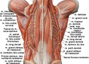 Quiz Anatomie et mdecine du dos