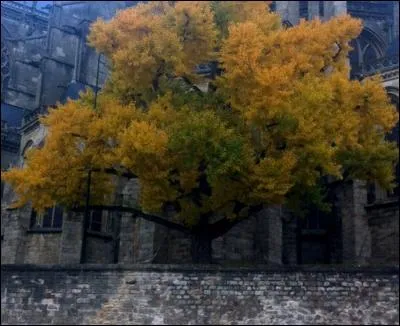 Arbre remarquable, vieux de 140 ans, il est menacé par un projet immobilier. Les habitants de Rennes se mobilisent pour le sauvegarder. Quelle est cette espèce rare appelée également "Abricotier d'argent" ?