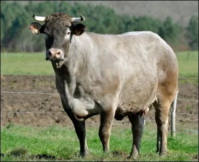Voici "Cerise", la mascotte du Salon de l'Agriculture 2016. A quelle race bovine appartient-elle ?