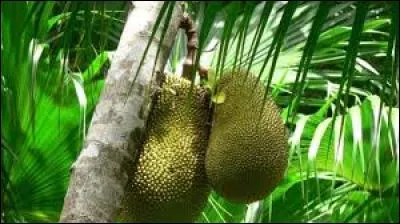 Comment s'appelle ce fruit, cultivé majoritairement en Asie du Sud-Est, au Brésil, à Haïti et dans certaines îles comme La Réunion ?