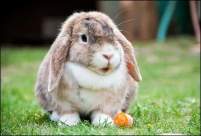 Ce petit lapin a la particularité de posséder des oreilles tombantes. De quelle race s'agit-il ?