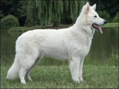 Le berger blanc suisse descend-il du berger allemand ?