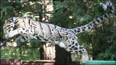 Sa queue est vraiment remarquable ! Un félin tout aussi fabuleux.
