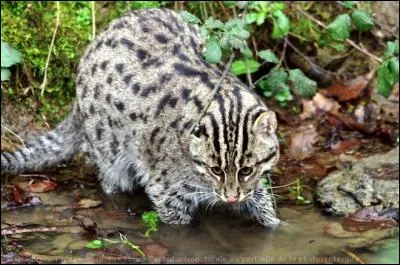 Un félin qui a du caractère. Apparemment, il serait capable de tuer un léopard. Bon, on sait tous que le lion ou la lionne pourraient le faire sans trop de soucis, mais ce félin-là est plutôt petit.