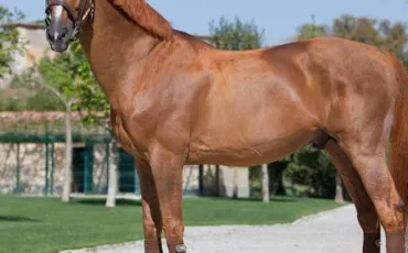 Quiz Galop 1