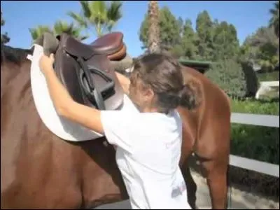 Dans quel ordre se prépare un cheval ?