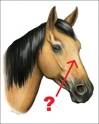 Comment se nomme la partie de la tête, indiquée par la flèche ?