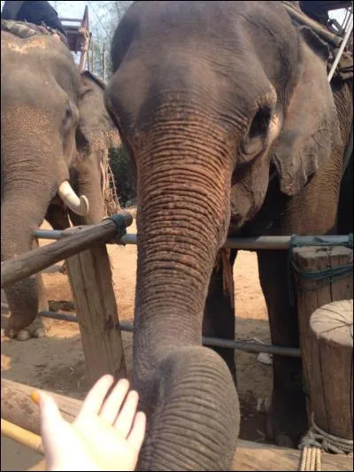 Cet éléphant se trouve :