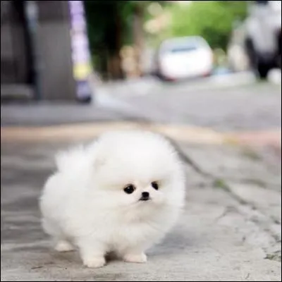 Quelle est cette race de chien ?