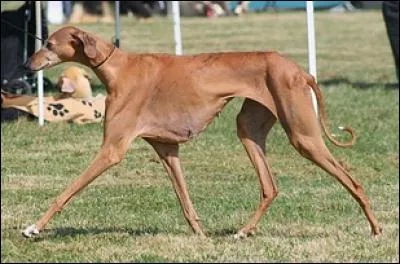 Quelle est cette race de chien ?