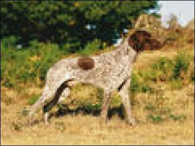 Quelle est cette race de chien ?