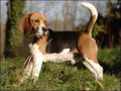 Quelle est cette race ce chien ?