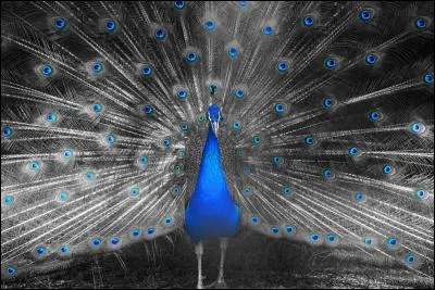 Quel cri émet le paon quand il s'exprime ?