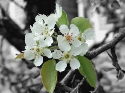 Quel insecte hémiptère est un ravageur dangereux pour les poiriers ?