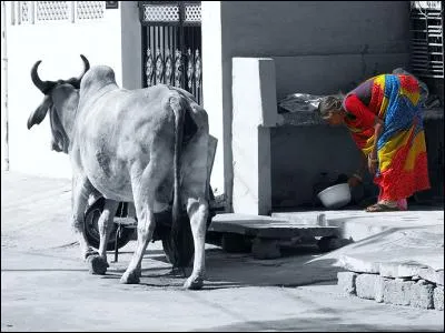 Que représente la vache sacrée en Inde ?