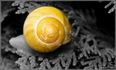 L'escargot est un phytophage, mais de quoi se nourrirait-il en particulier, s'il était anthophage ?