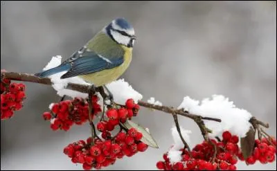Quel arbre a des fruits rouges dont les oiseaux sont friands ?