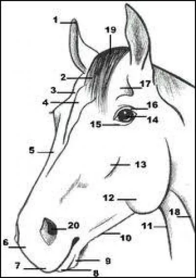 Comment s'appelle la partie n°13 du cheval ?