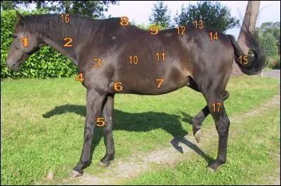 Comment s'appelle la partie n°15 du cheval ?