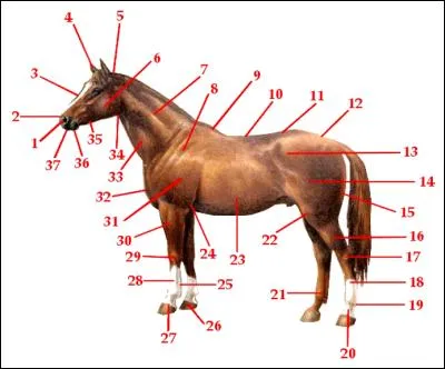 Comment s'appelle la partie n°3 du cheval ?