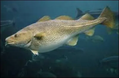 Lequel de ces poissons est très populaire au Portugal ?