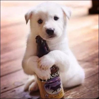 Quel est cet animal ?