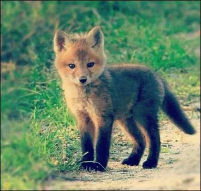 Quel est cet animal ?