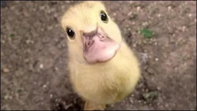 Quel est cet animal ?