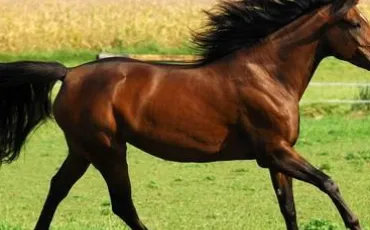 Quiz Galop 3