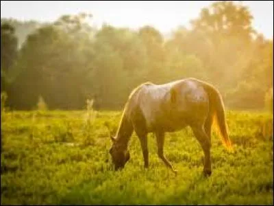 À l'état naturel, combien de temps par jour un cheval passe-t-il à se nourrir ?