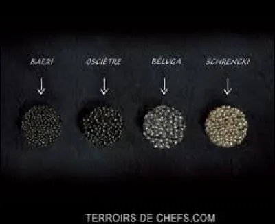 Peut-on acheter légalement du caviar d'esturgeon sauvage ?