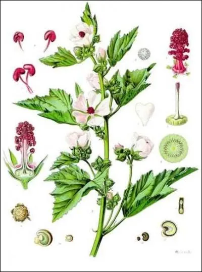 Originellement, quelle partie de la guimauve officinale est utilisée pour fabriquer la guimauve en confiserie et dans les produits pharmaceutiques ?