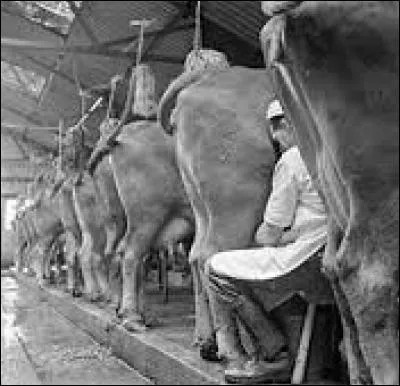 Quel lait contient le plus de lactose ?