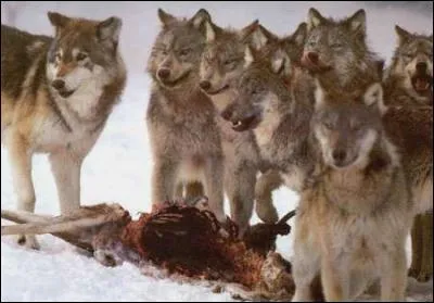 Les loups sont :