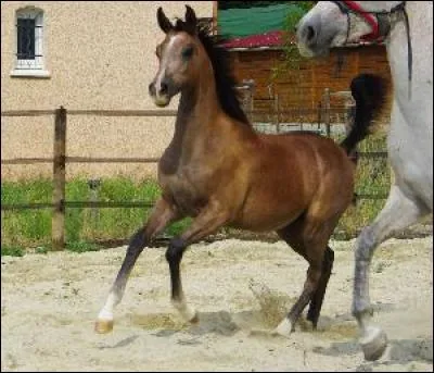 Quels sont les noms des parties de l'antérieur de bas en haut ?