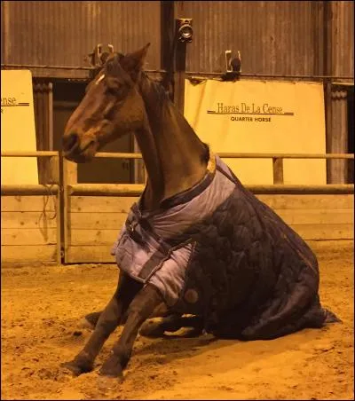 Comment s'appelle la science qui étudie le comportement naturel du cheval ?