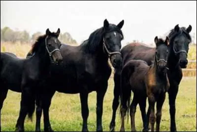 Un cheval a-t-il besoin de ses congénères ?