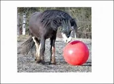 Que peut-on mettre dans le box, ou dans le pré du cheval pour éviter qu'il ne s'ennuie ?