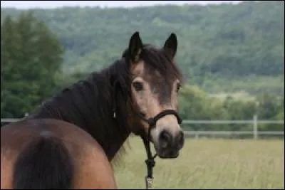 Avec qu'elles robes fait-on la robe louvet