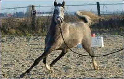 Quelle est la race qui ne fait pas parti des "poneys"