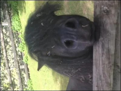 A partir de quelle taille appelle t-on les poneys, chevaux