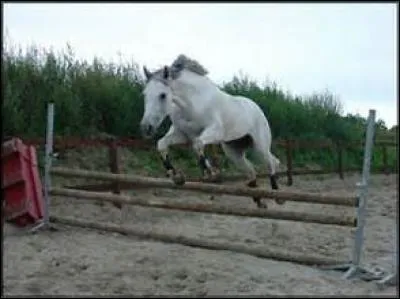 Qu'elle phase du saut n'existe pas ?