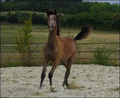 Quel est le mécanisme du trot ?