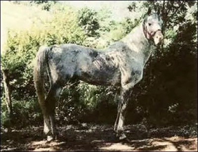 Combien y a-t-il de temps au pas ?