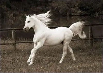 Les temps du galop sont ...