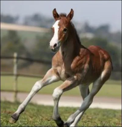 Un poulain peut galoper combien de temps après sa naissance ?