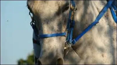 Quelle est la bonne orthographe ?