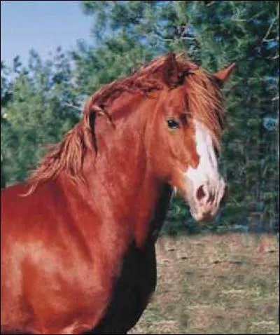 Comment est nommée cette marque blanche sur la tête ?