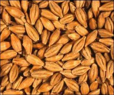 Comment se nomme cet aliment ?